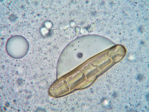 Hausarbeit Biologie Themen finden